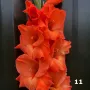 Гладиоли , снимка 11