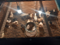 Домашни  пилета , снимка 1 - Кокошки и пуйки - 44905303
