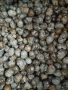 семена от палма студоустойчива трахикарпус България 50 бр за 5 лв, снимка 7