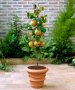 МИНИ Плодни дръвчета-Перфектни за малка градина или вътрешен двор / тераса.