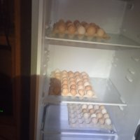Домашни кокоши яйца, снимка 1 - Кокошки и пуйки - 42697621