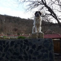 Породисто българско овчарско куче (БОК) търси приятелка за поколение , снимка 3 - Каракачанска овчарка - 35383543