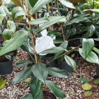 Магнолия Грандифлора  “Magnolia Grandiflora”, снимка 6 - Разсади - 35664284