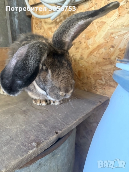 Белгийки великан, снимка 1