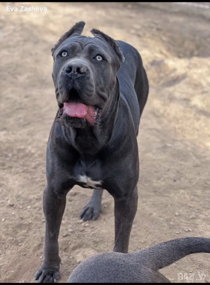 Кане Корсо Женско, снимка 1