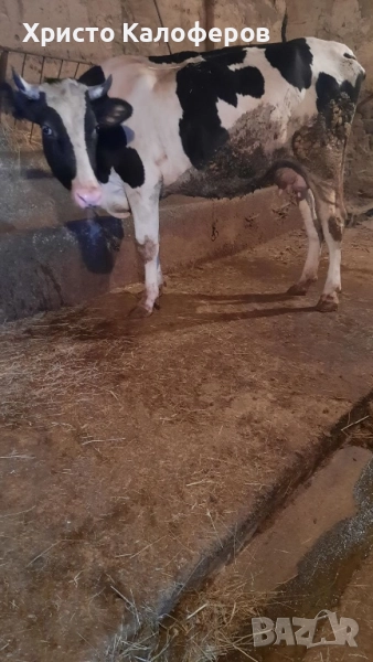 ПРОДАВАМ КРАВА, снимка 1