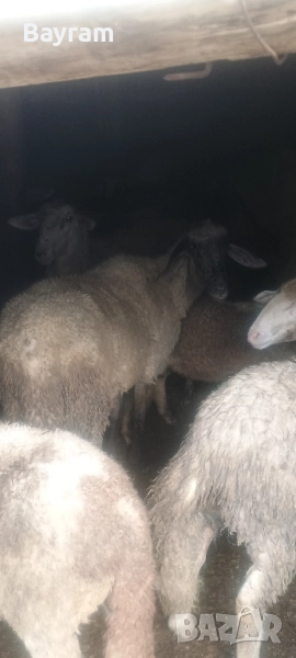 Продавам коч и Агне, снимка 1