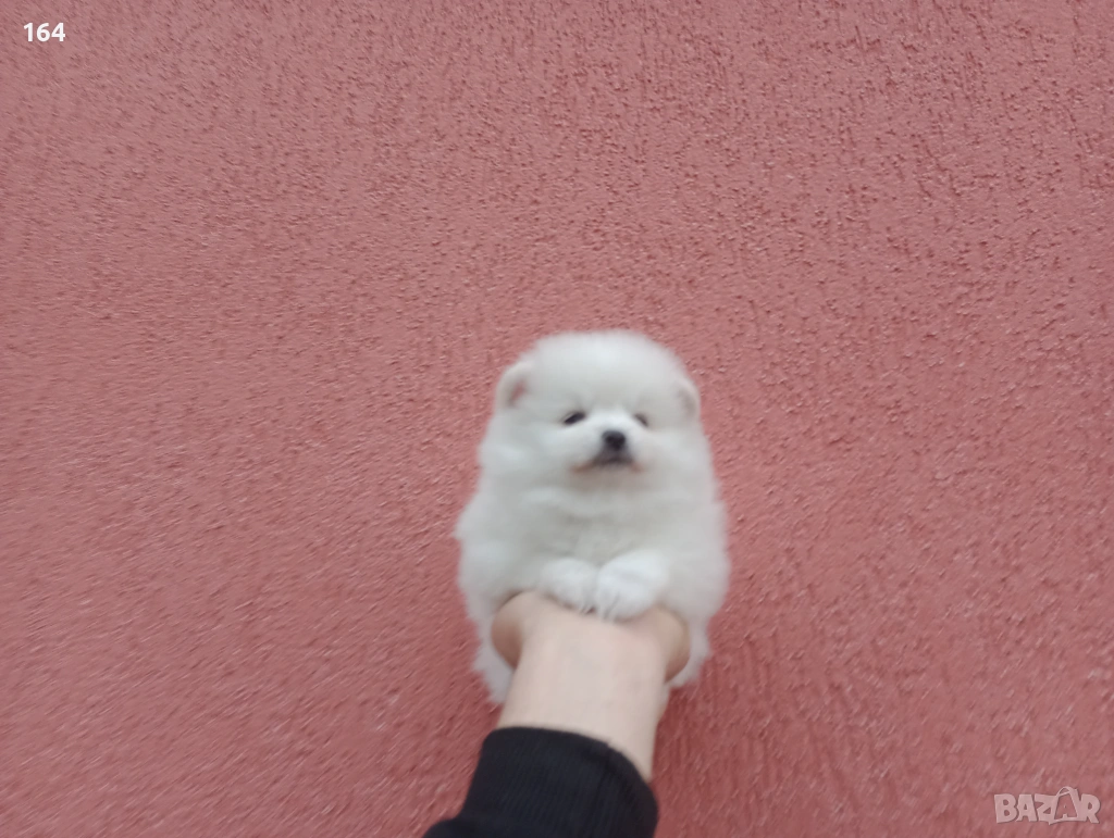 Мъжки и женски бели Померани. Реални снимки от 05.01.26 г. , снимка 1