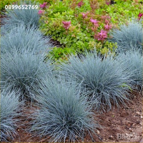 Фесстука(Синя декоративна трева) , снимка 1