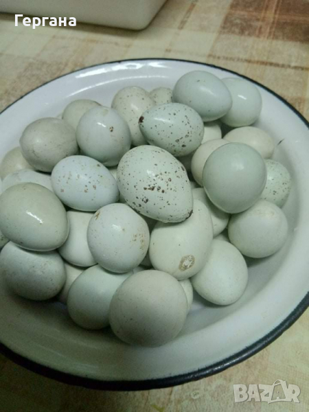 Оплодени пъдпъдъчи яйца селадона 0,30, снимка 1