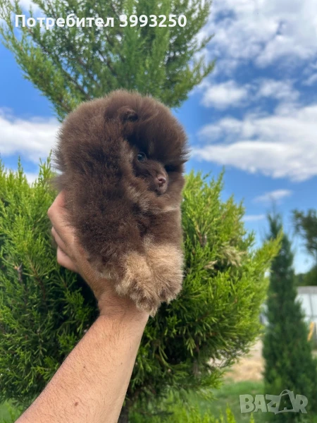 Мини померан момиче, снимка 1