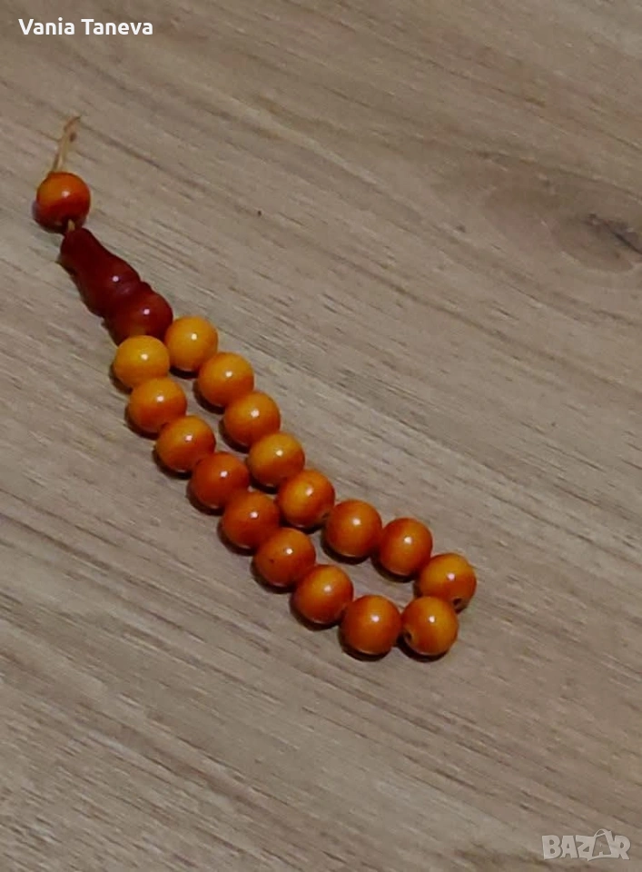 броеница дълголетник , снимка 1