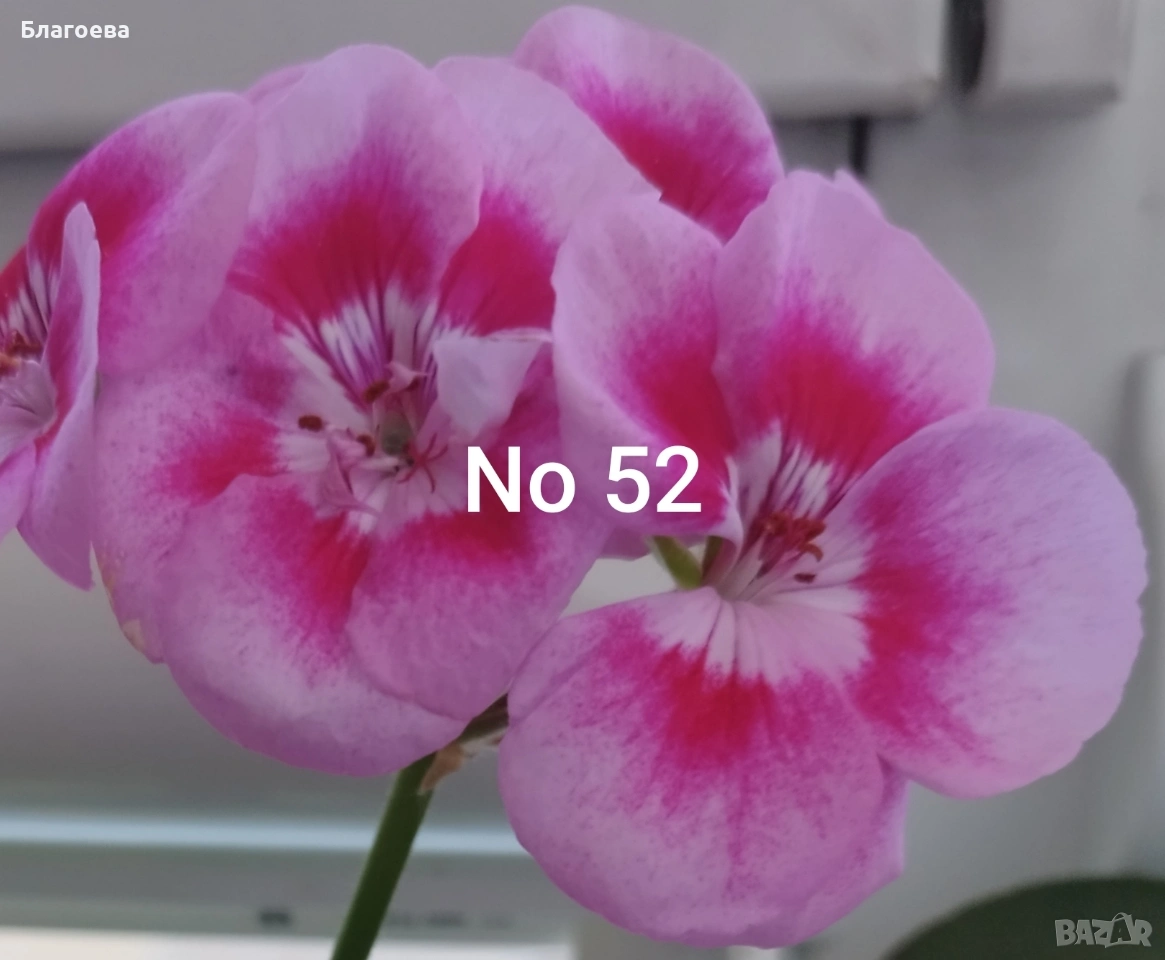 Мушкато розово-цикламено , снимка 1