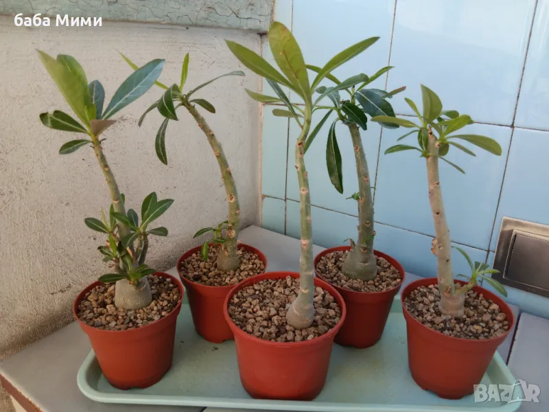 Адениум - Obesum,Arabicum,Somalense,Socotranum и DHA, снимка 1