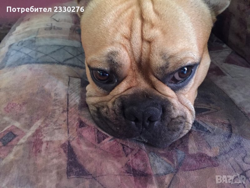 мъжки френски булдог за разплод, снимка 1