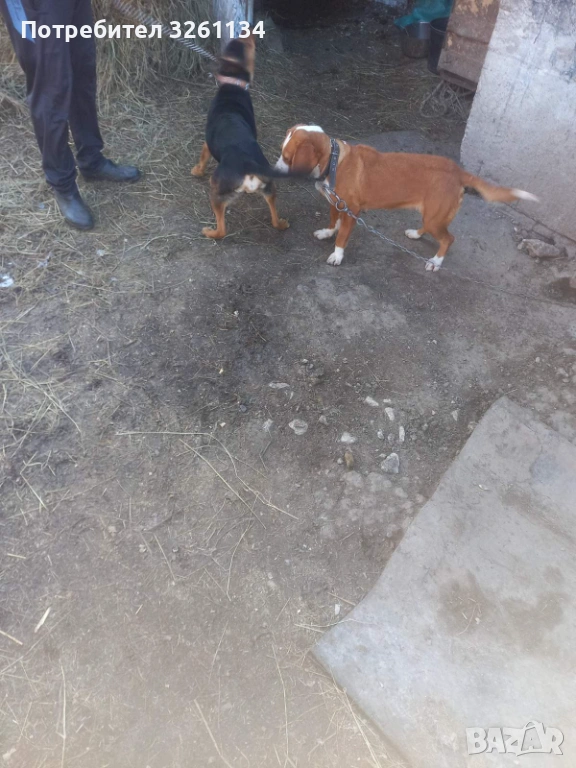 Зайчари , снимка 1