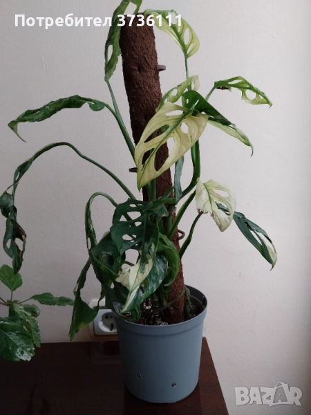Monstera Indonesia Marble, снимка 1