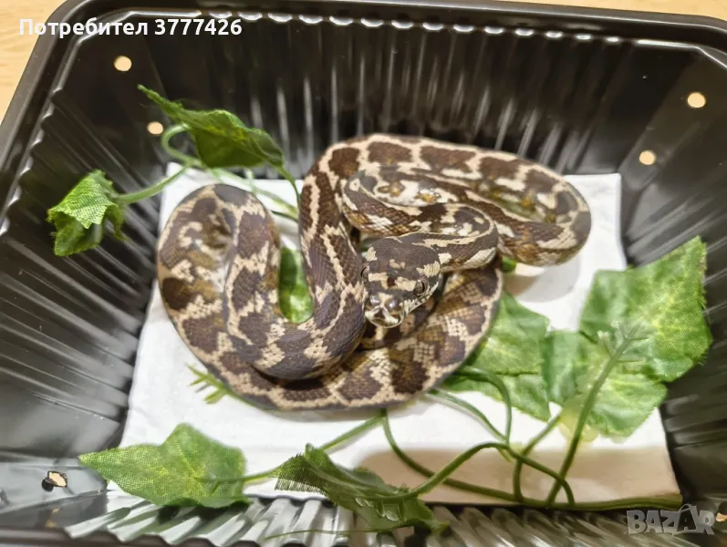 Килимен Питон / Morelia spilotа, снимка 1