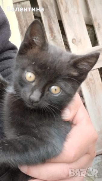Подарявам котенца , снимка 1