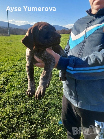 Kucuhari, снимка 10 - Курцхаар - 52918054