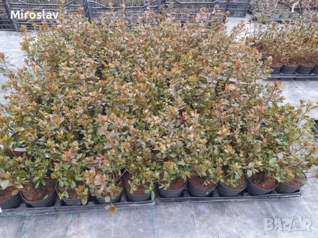 Азалия(Градинска), снимка 11 - Градински цветя и растения - 49324026