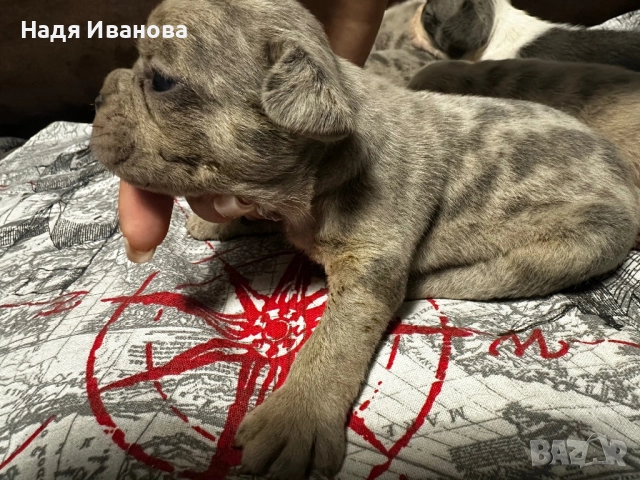 Френски булдог, снимка 5 - Френски булдог - 52687045