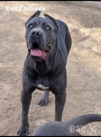 Кане Корсо Женско