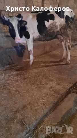 ПРОДАВАМ КРАВА, снимка 1