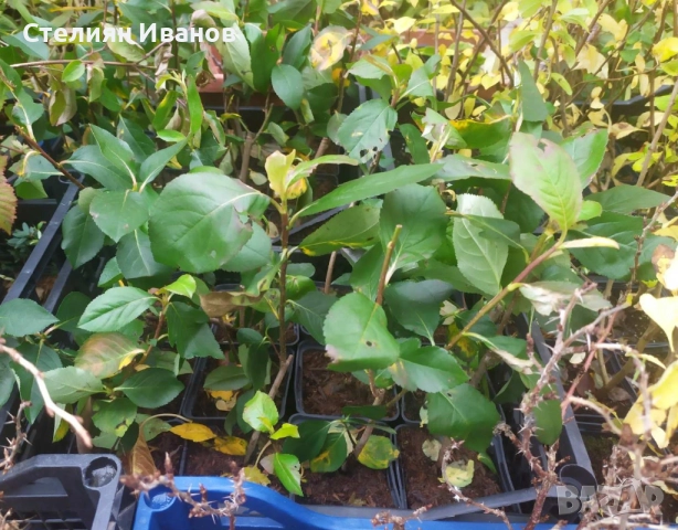 Едроплодна арония (Aronia melanocarpa 'Galicjanka'), снимка 4 - Градински цветя и растения - 52354236