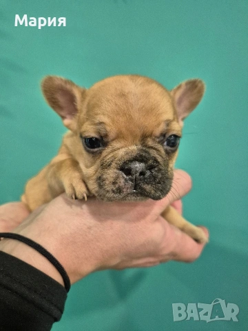 Френски булдог , снимка 5 - Френски булдог - 53605665