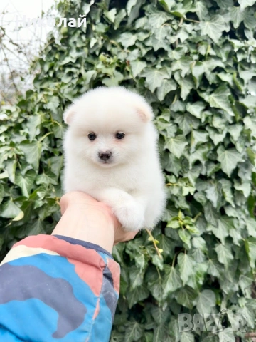 Померан мини момиче. Померанче