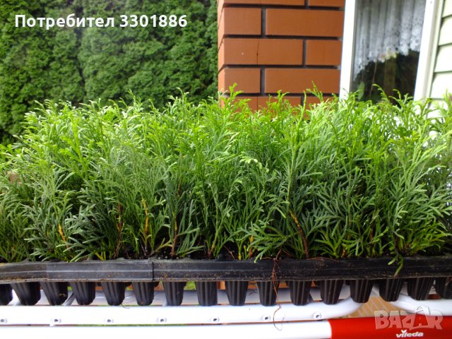 Туя Смарагд, 2 годишен, друг в мултиплейта.