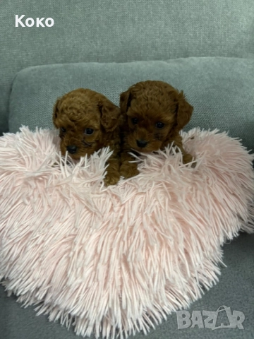 пудел Той/Тийкъп пудел , снимка 4 - Пудели - 51733780