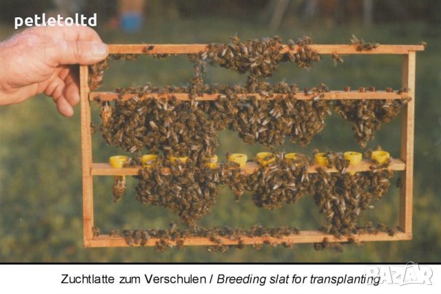 Защитна клетка арт.№ 040 Schutzzellen mit Futterstopfen (10 бр), снимка 7 - За пчели - 33045170