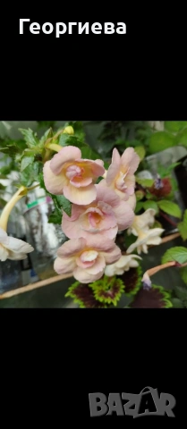 ризоми ахименес , снимка 3 - Градински цветя и растения - 53498563