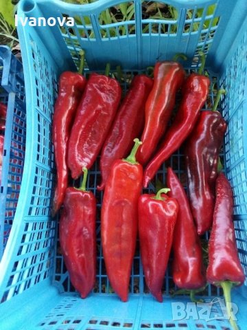 Предлагам всички видове разсад  , снимка 2 - Сортови семена и луковици - 28091631