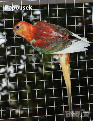 ПОЙНИ ПАПАГАЛИ , снимка 11 - Папагали - 52979206