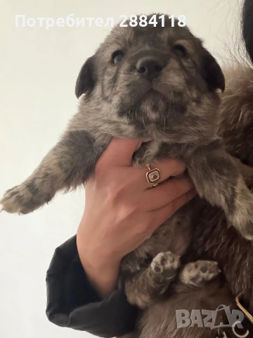 4 бебенца родени на 25.12.2025 търсят грижовни стопани подарявят се само на сериозни грижовни хора  , снимка 8 - Други - 53173183