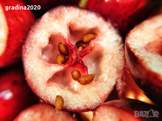 Боровинка - Разсад и замразен плод , снимка 4 - Градински цветя и растения - 27515105