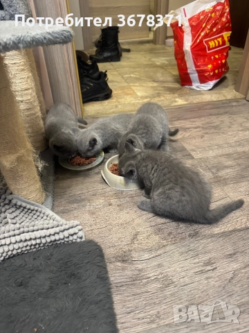 Британски котенца, снимка 3 - Британска късокосместа - 52666271