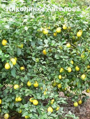 Див  планински  лимон / студоустойчив / 8.00  лв /бр, снимка 1 - Градински цветя и растения - 26234426