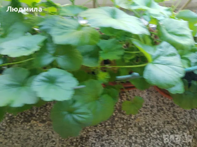 Мушкато,дърво на живота,Шефлера  и др.растения готови за декорация и подарък, снимка 9 - Декорация за дома - 48567968