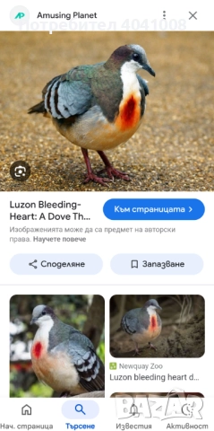 Продавам Егзотични гълъби , снимка 9 - Гълъби - 52808966