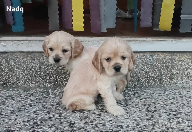 Кокер шпаньол , снимка 2 - Кокер шпаньол - 52882227