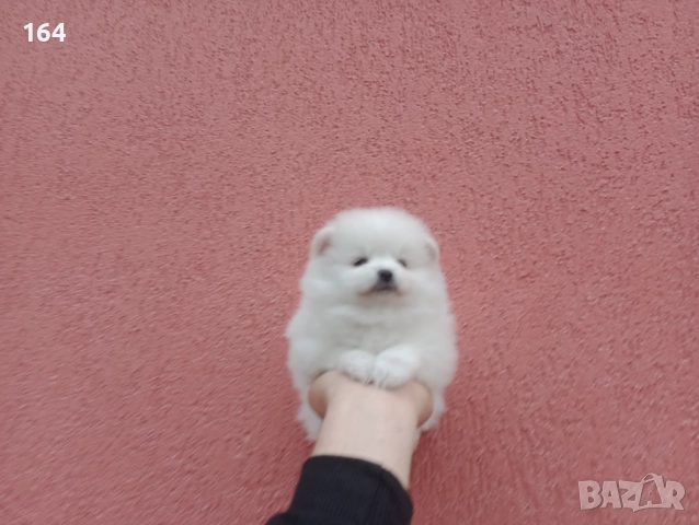Мъжки и женски бели Померани. Реални снимки от 05.01.26 г. 