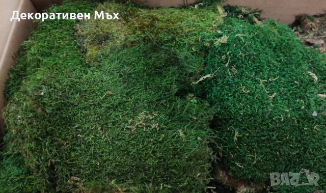 Декоративен плосък стабилизиран скандинавски естествен мъх - Промоция, снимка 4 - Декорация за дома - 38501860