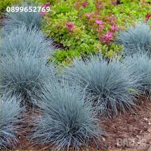 Фесстука(Синя декоративна трева) , снимка 1 - Градински цветя и растения - 35438580