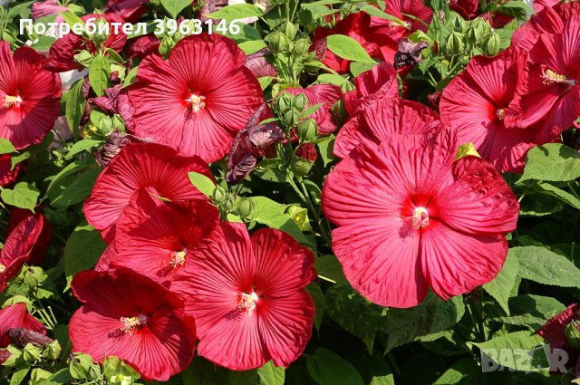 Градински Хибискуси, снимка 2 - Градински цветя и растения - 44043867