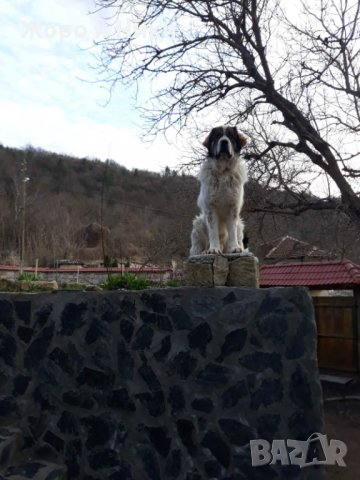 Породисто българско овчарско куче (БОК) търси приятелка за поколение , снимка 3 - Каракачанска овчарка - 35383543