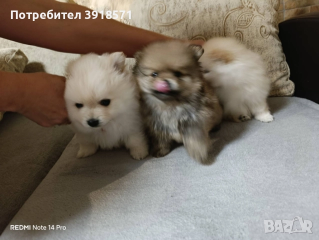 три померани момчета, снимка 4 - Померан - 52586588